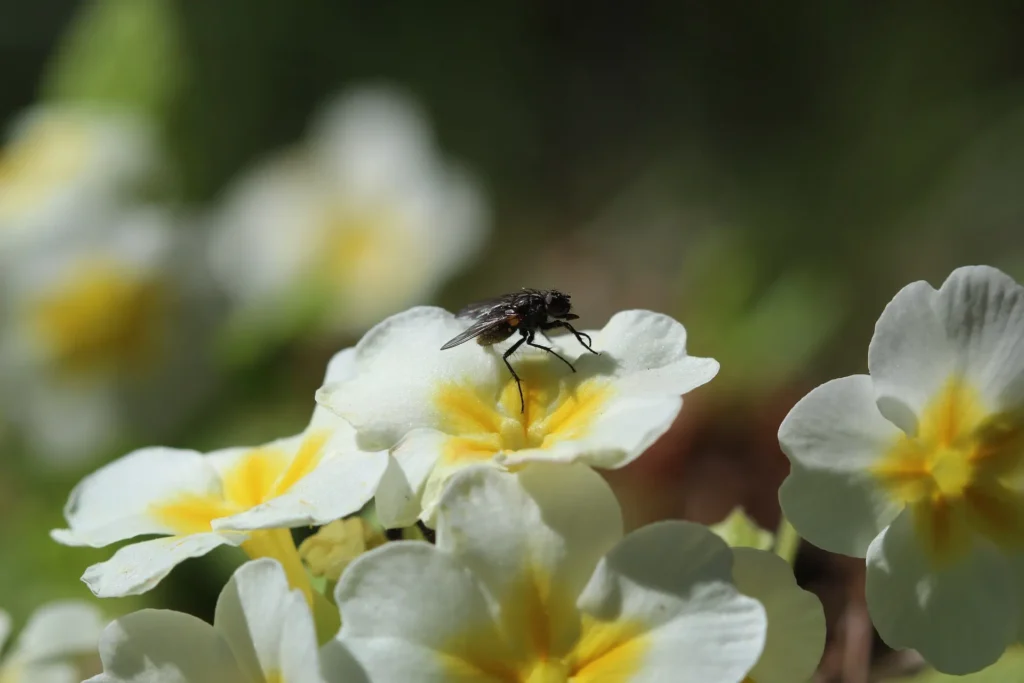 top 5 des plantes qui repoussent les mouches