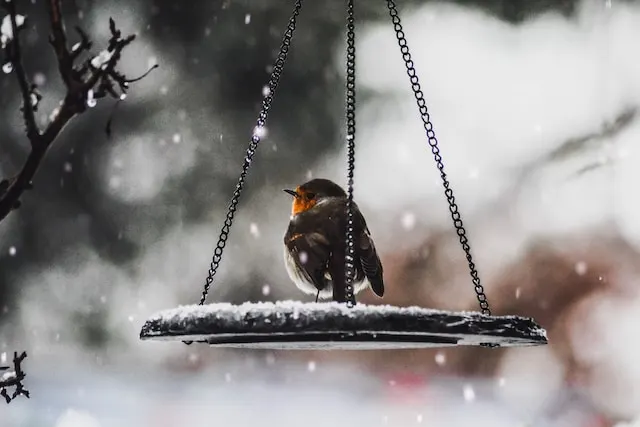 beau jardin en hiver oiseau